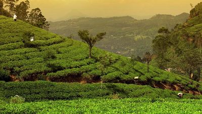 An Inside Look at Intrepid Travel's Family's Tour of Sri Lanka
