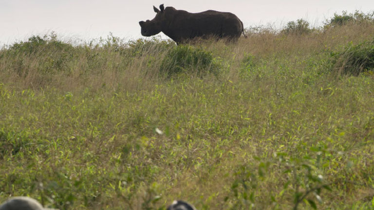AndBeyond properties take guests on thrilling game drives. // © 2017 AndBeyond