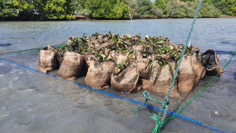 Big Five's foundation supports community- and environment-based projects in a variety of destinations, such as replanting sea grass in Sri Lanka.