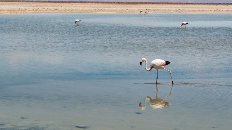 Flamingos congregate at the Atacama’s Laguna Chaxa. // © 2017 Getty Images