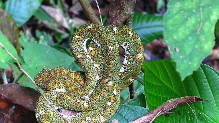 Go on an “Arenal Hanging Bridges” tour, and you could see an eyelash pit viper (one of the most venomous of Costa Rica’s 140 species of snakes). // © 2017 Janice Mucalov