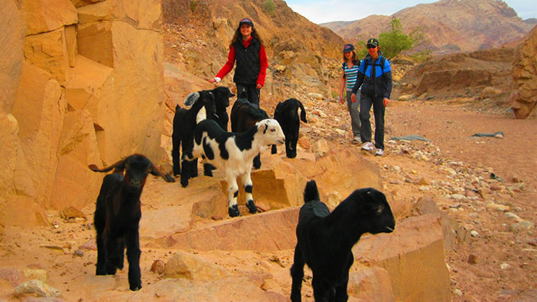 Guests at Feynan Ecolodge can spend the day with a shepherd. // © 2018 Feynan Ecolodge/Brian Scannell