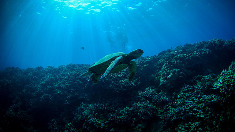 Guests may spot marine life, including sea turtles.  // © 2017 Trilogy Excursions