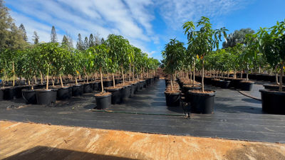 How Treecovery Hawaii Is Helping Maui With Fire Recovery