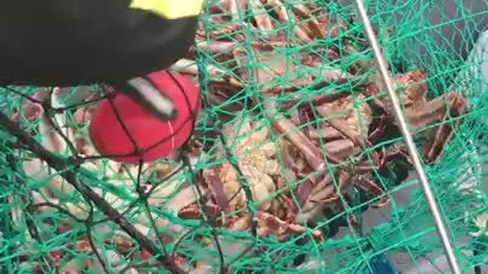 King Crab Safari in Norway