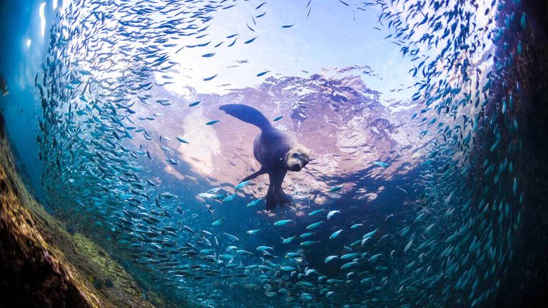 Los Cabos is working on a guide to marine life.