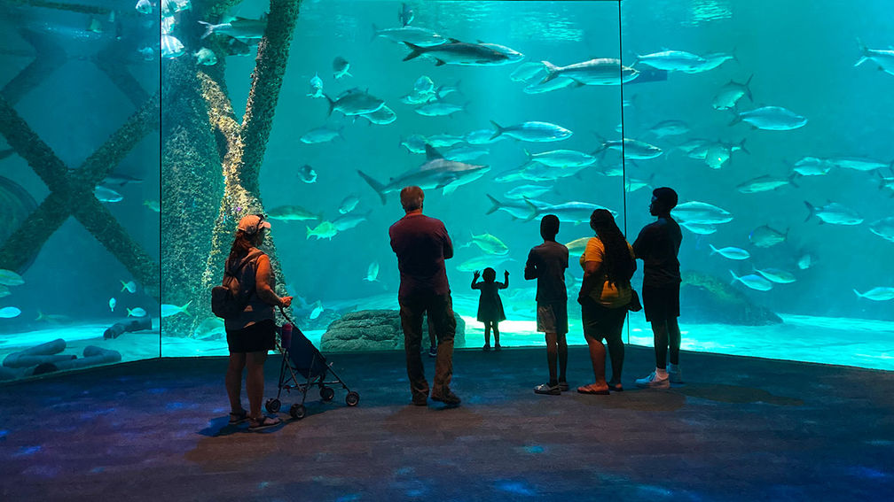 New Orleans Travelers Can Now Visit the Aquarium and Insectarium Under One Roof