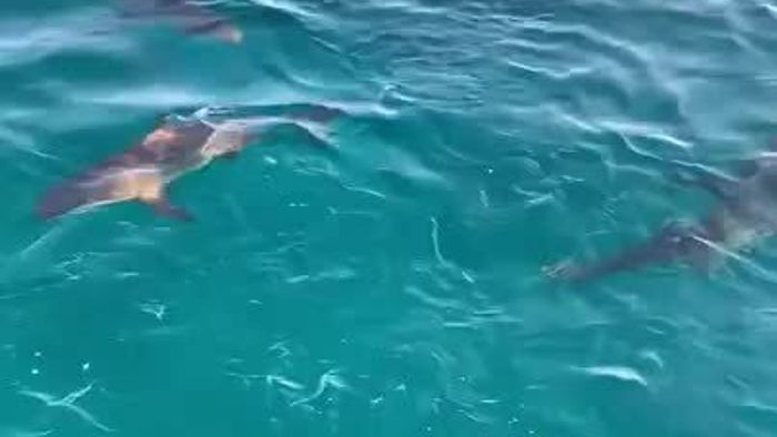 Swimming With Sharks in Bimini