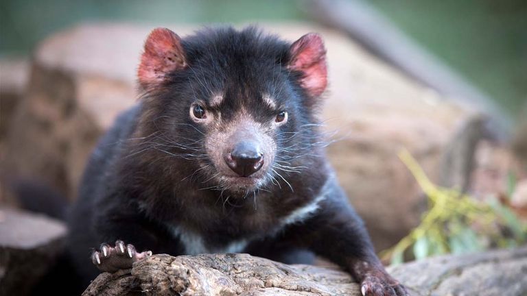 tasmaniandevil
