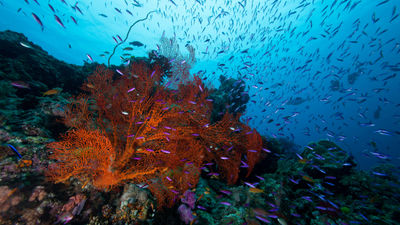 The Great Barrier Reef Is Nominated for an Environmental Award — Here’s How to Support the Cause