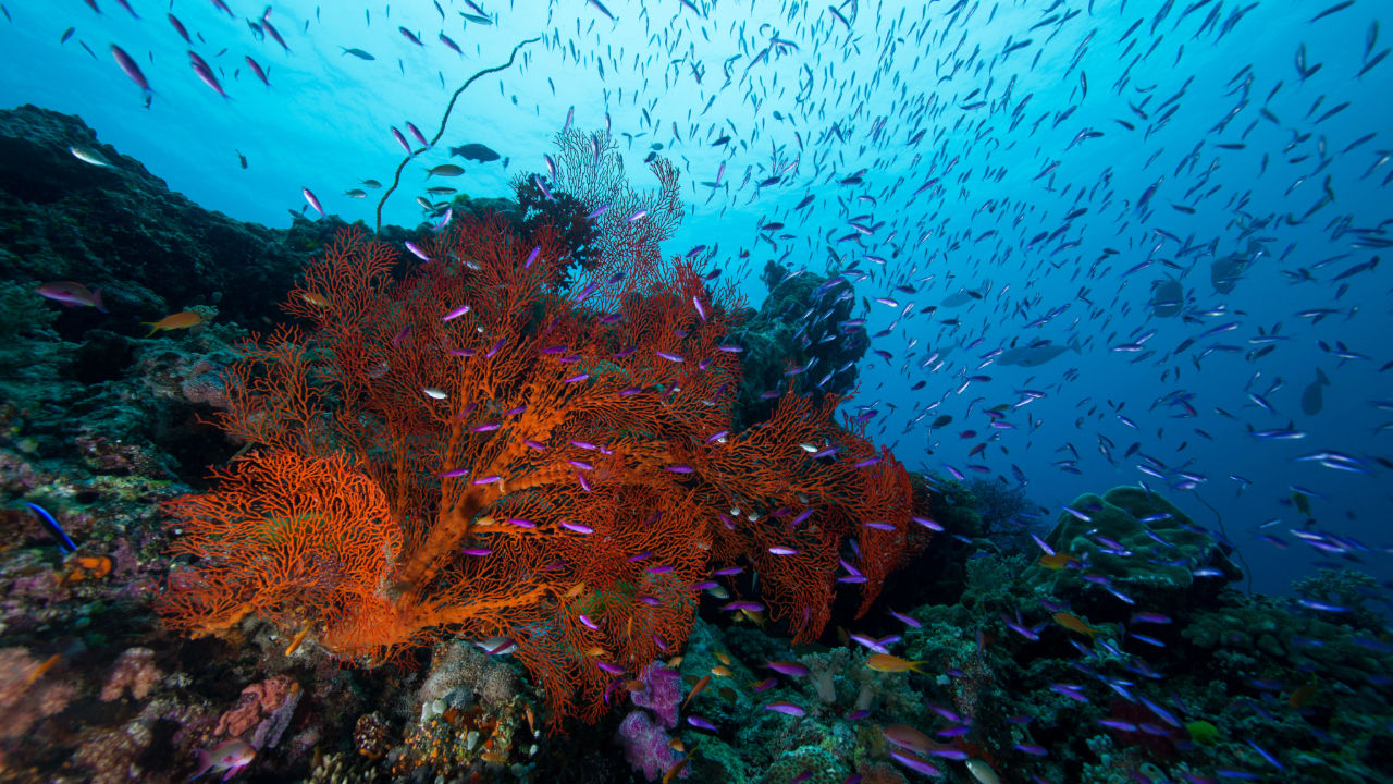 The Great Barrier Reef Is Nominated for an Environmental Award — Here’s How to Support the Cause