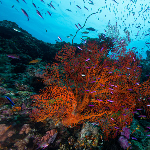 The Great Barrier Reef Is Nominated for an Environmental Award — Here’s How to Support the Cause