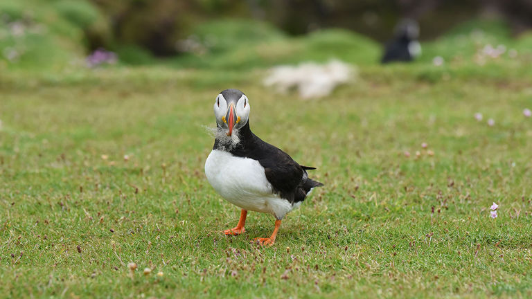 The puffin’s iconic orange beak comes in handy when collecting tufts of wool and other debris.