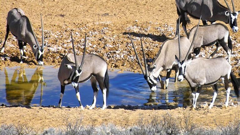 There are 18 species of antelope in the park, including gemsbok. // © 2016 !Xaus Lodge