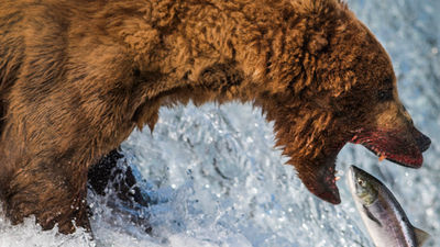 Travel Bucket List: Seeing Brown Bears in Alaska