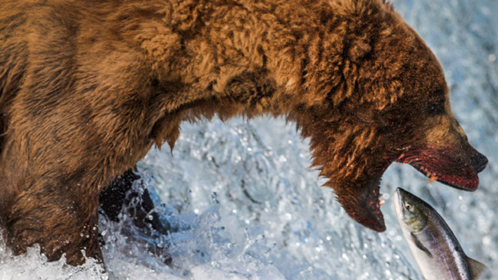 Travel Bucket List: Seeing Brown Bears in Alaska