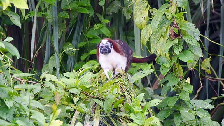 WestinPlayaBonita_PT_Tamarin2